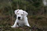 DOGUE ARGENTIN 327